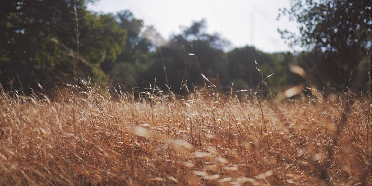 Fumigation vs. No-Tent Treatments: Which Is Right for Your Home?