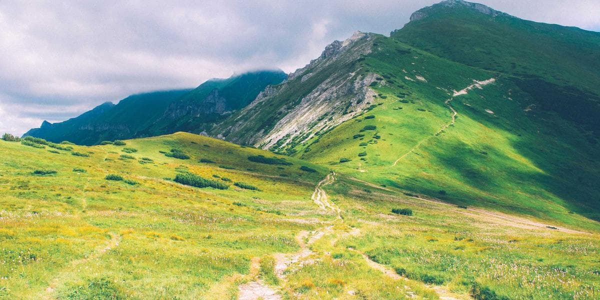 Chemical-Free Heat Treatment for Termites: How It Works and When to Choose It