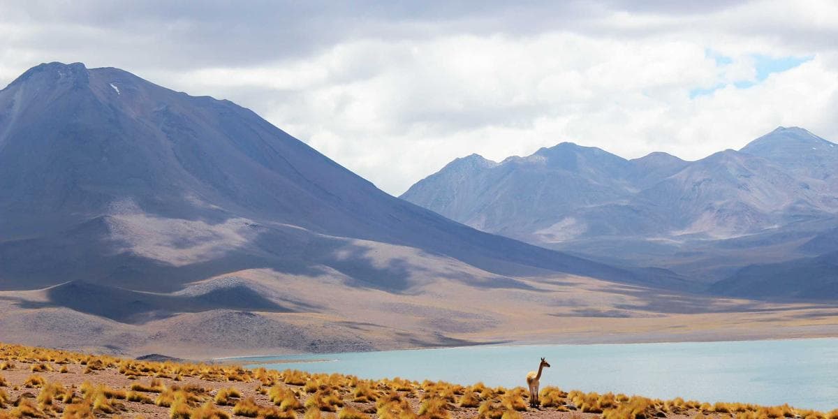 Termidor Liquid Barrier: The Most Effective Subterranean Termite Treatment Available