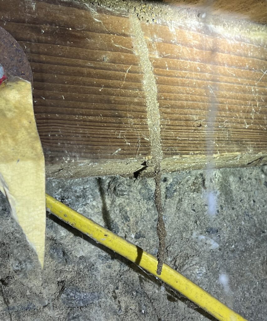 Subterranean Termite Mud Tube