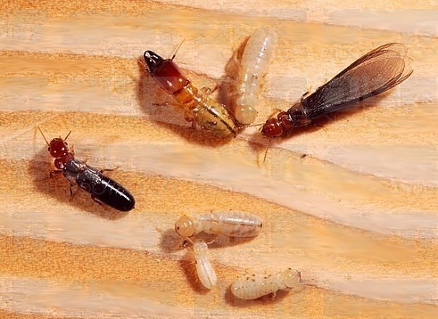 Termite in window sill