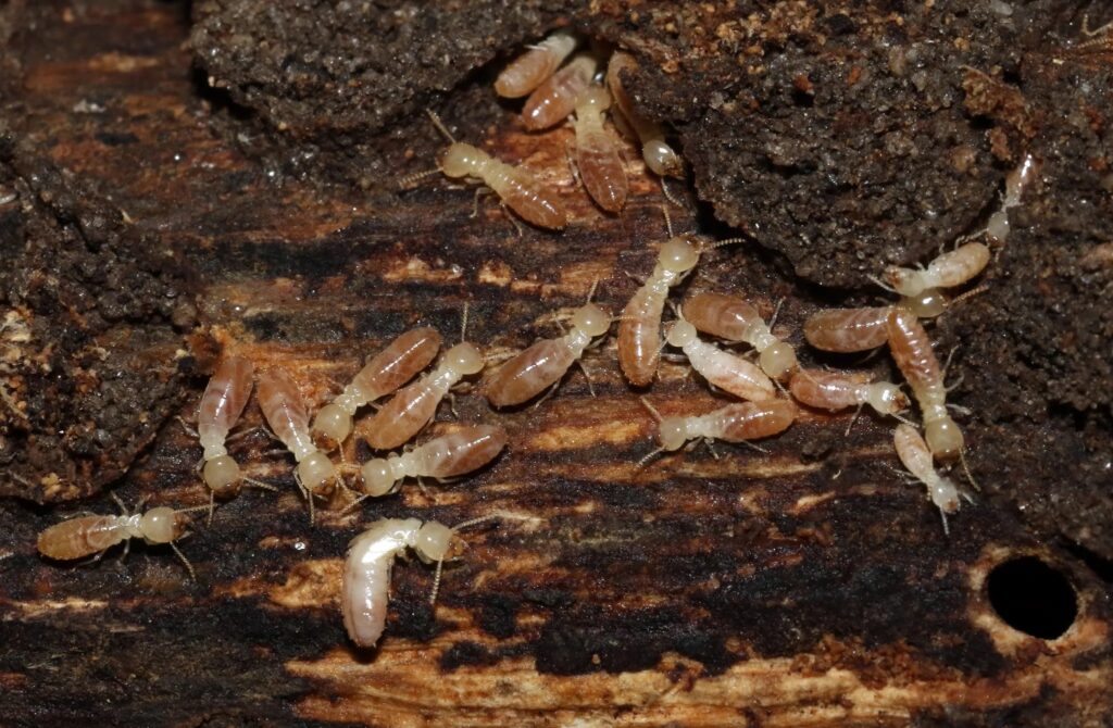 Subterranean Termite Etomology Today