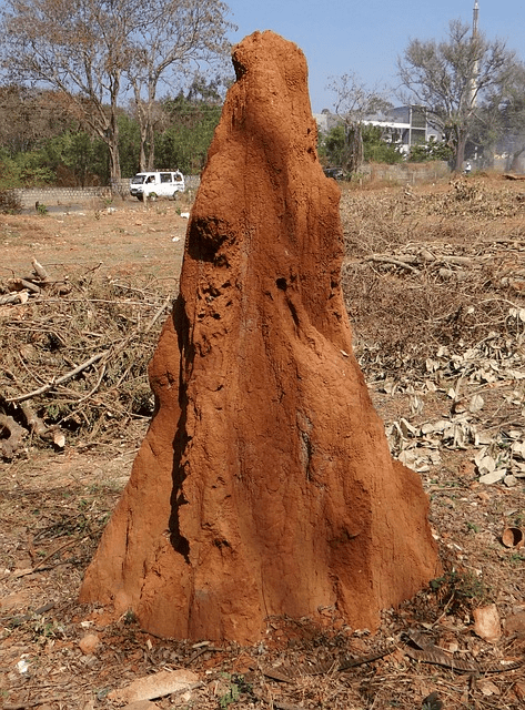 termite hill, termites, mound